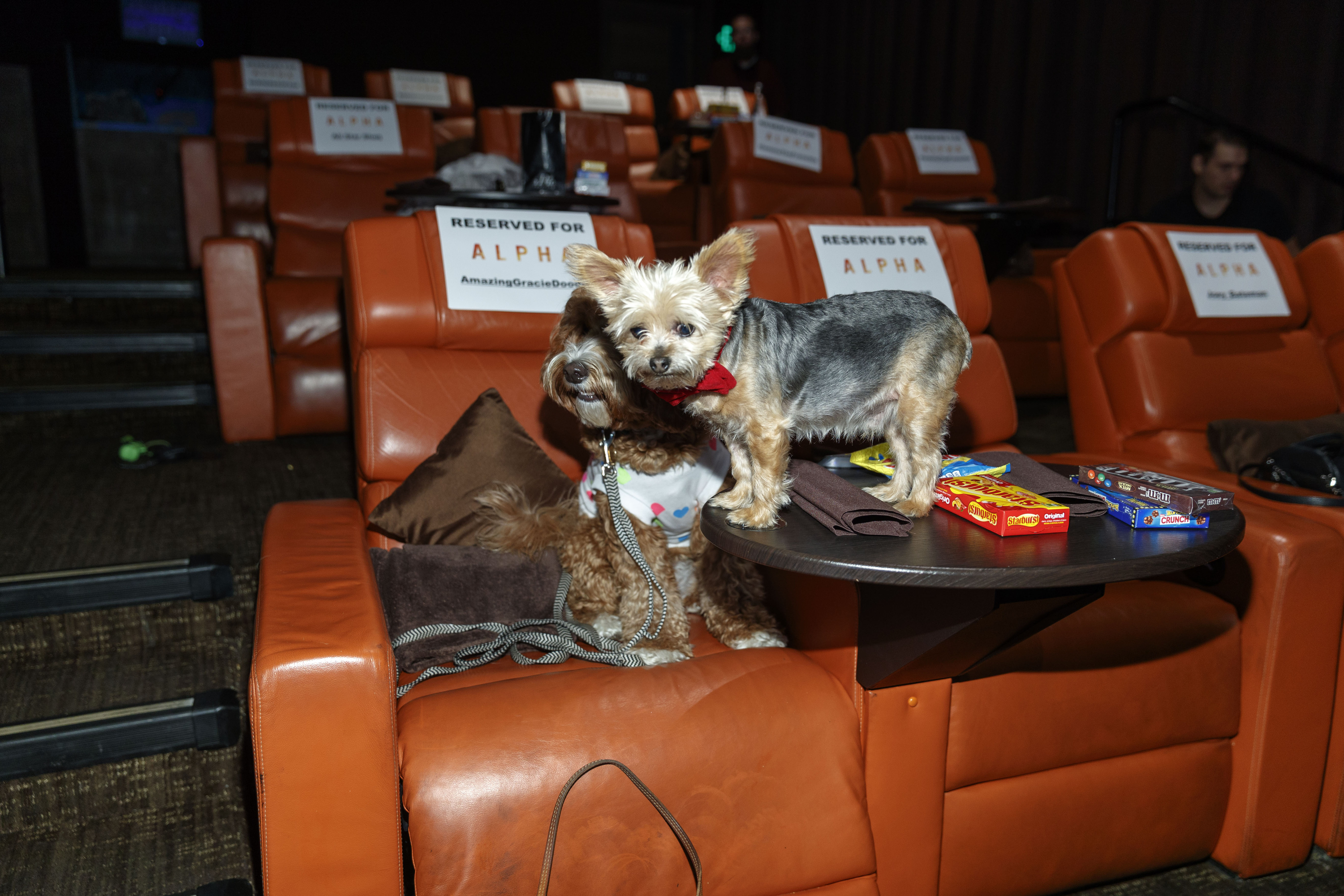 Alpha Bring Your Own Dog Special Screening (Sony Pictures)