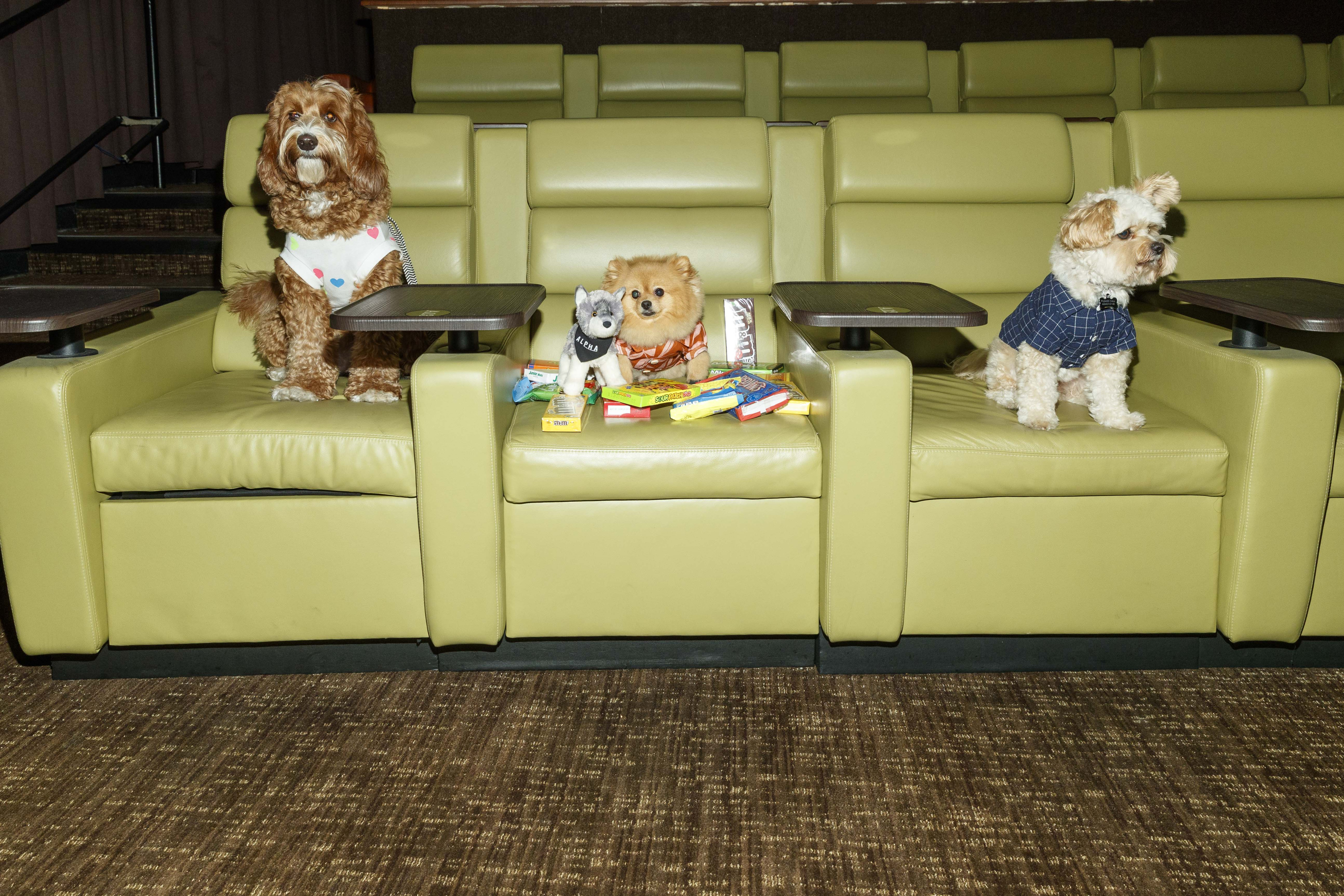 Alpha Bring Your Own Dog Special Screening (Sony Pictures)