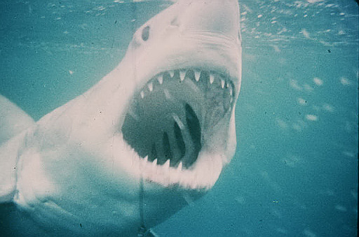 Jaws 50th Anniversary Edition still (Universal Pictures Home Entertainment)